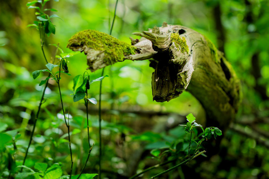 Monster im Wald