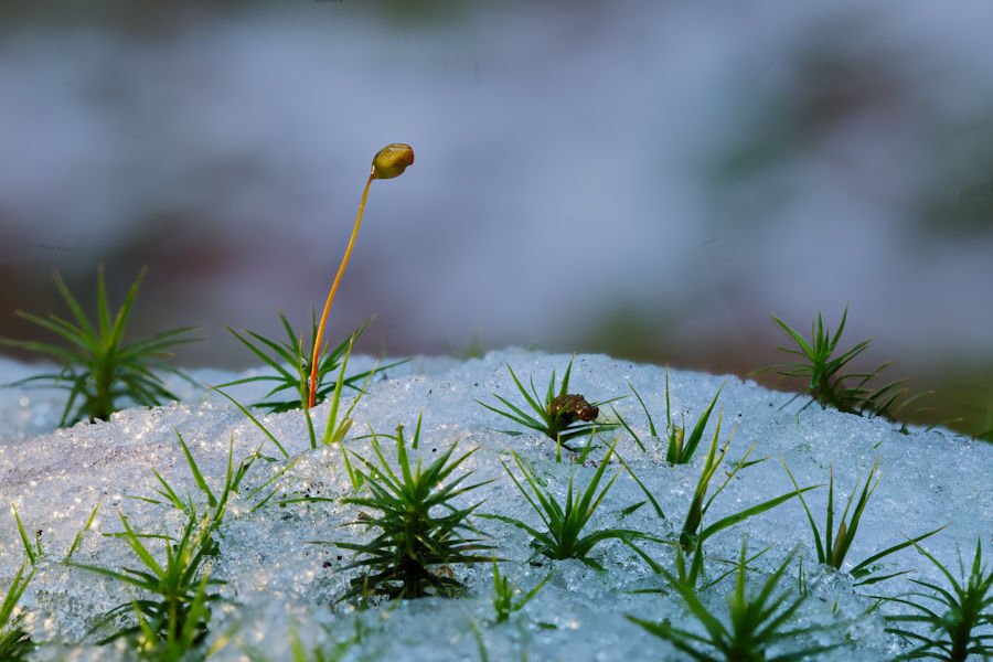 Moos im Schnee