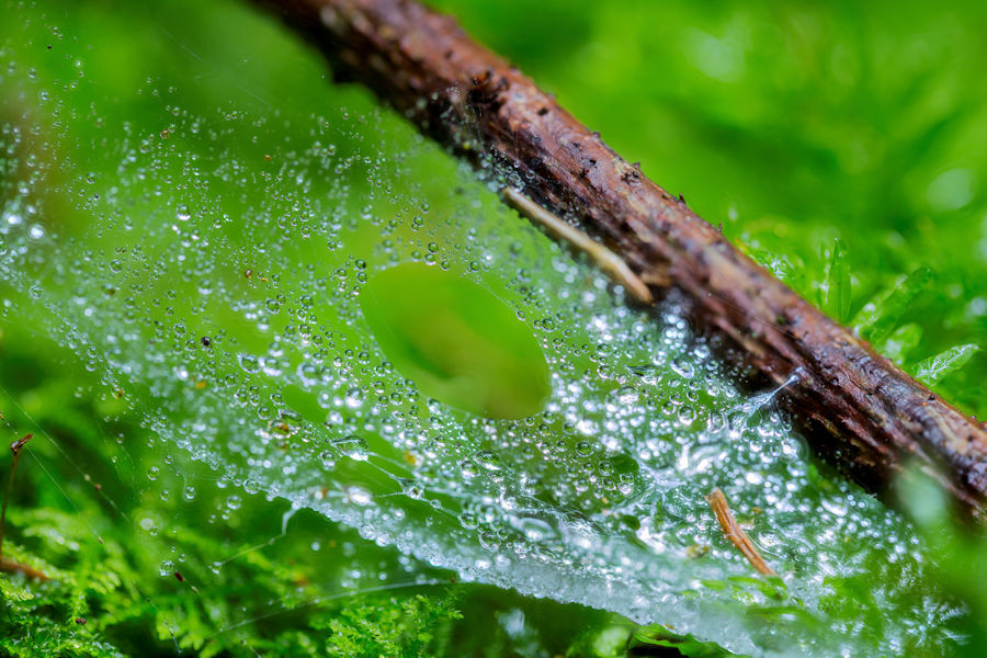 Spinnennetz mit Regentropfen