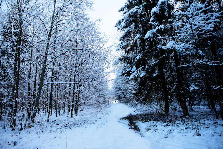 Winter im Wald