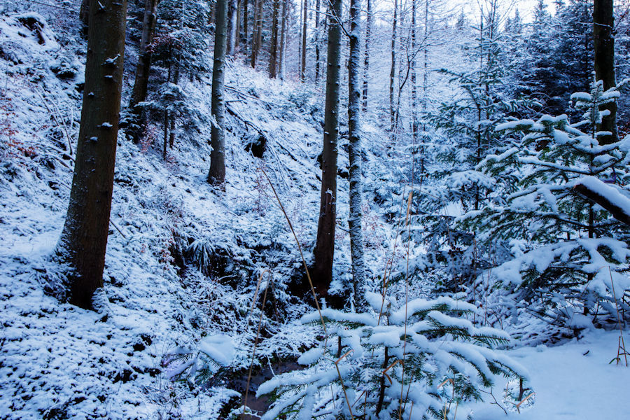 Winter im Wald beim Wilflinger Bach