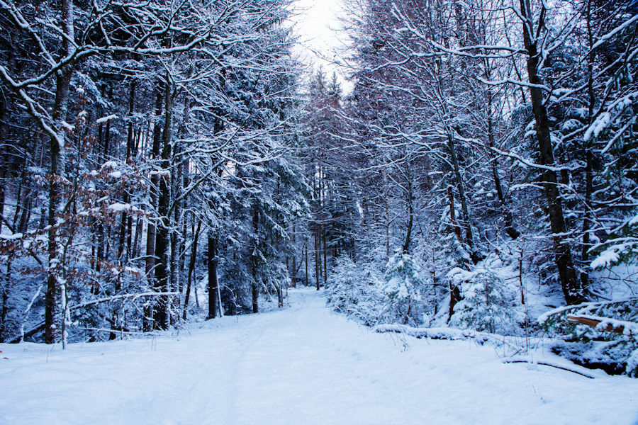 Winter im Wald beim Wilflinger Bach