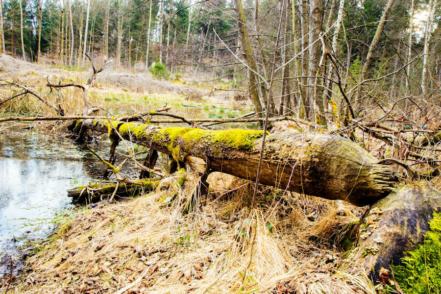 ein von einem Biber vor längerer Zeit gefällter Baum
