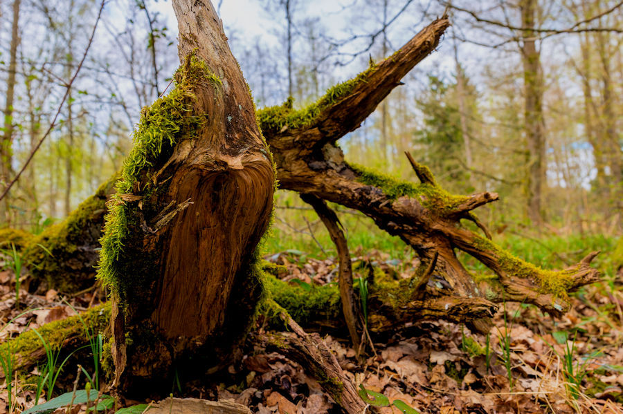 im Wald