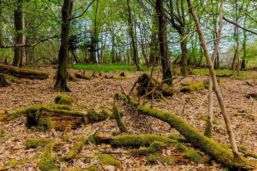 im Wald