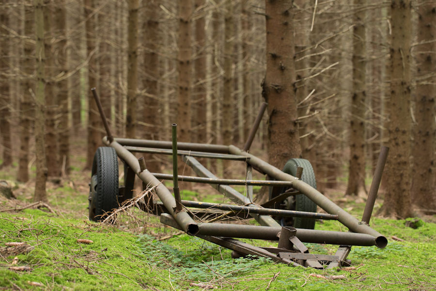 im Wald