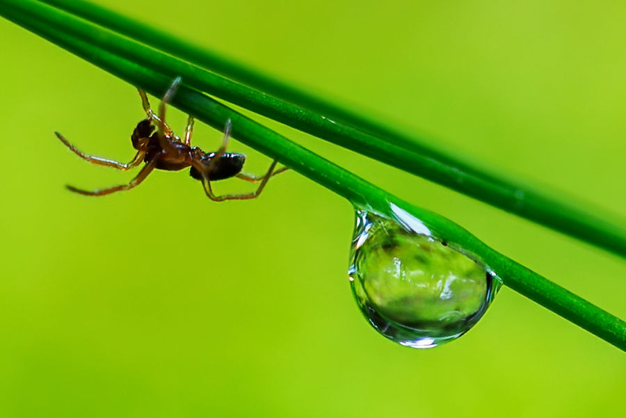 kleine Spinne