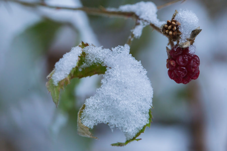 Brombeeren im Winter