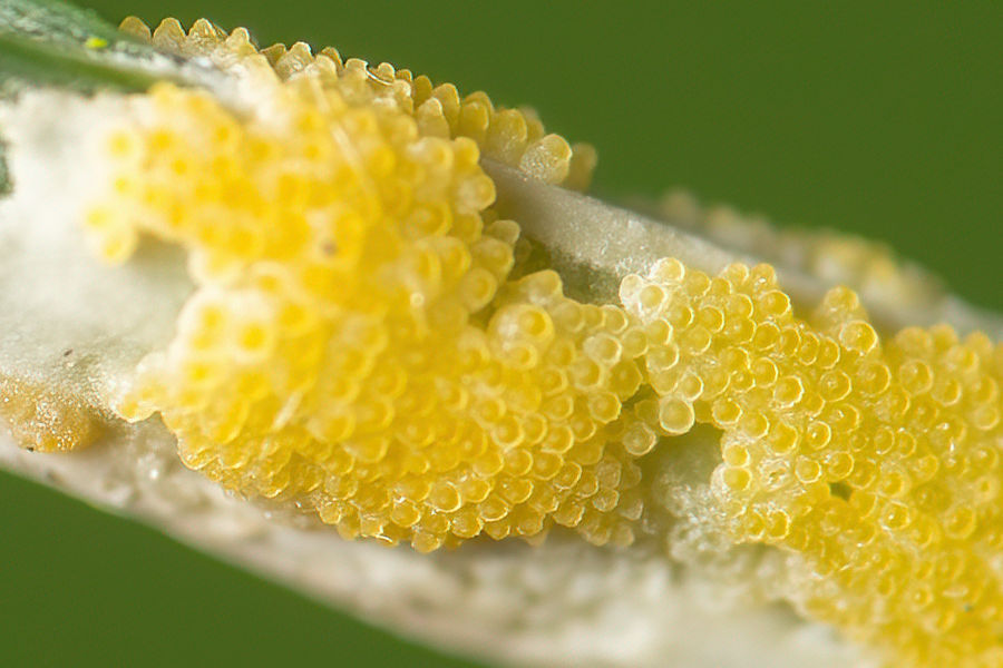 Insekteneier an einem Grashalm
