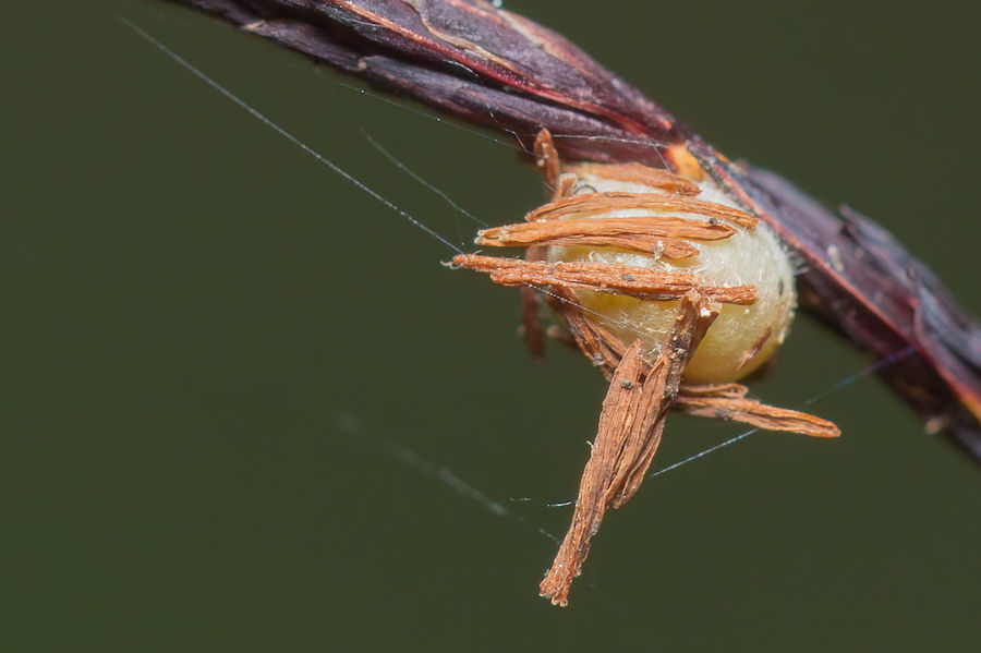 Insektenkokon