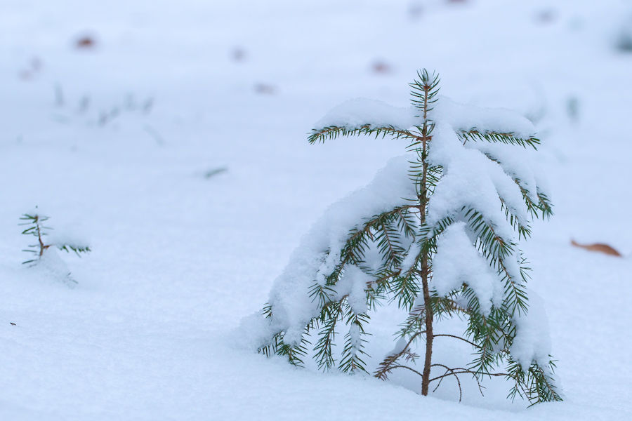 Junger Baum im Schnee