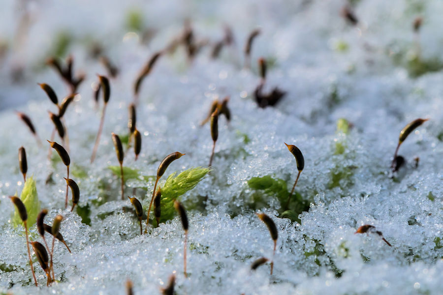 Moos im Schnee