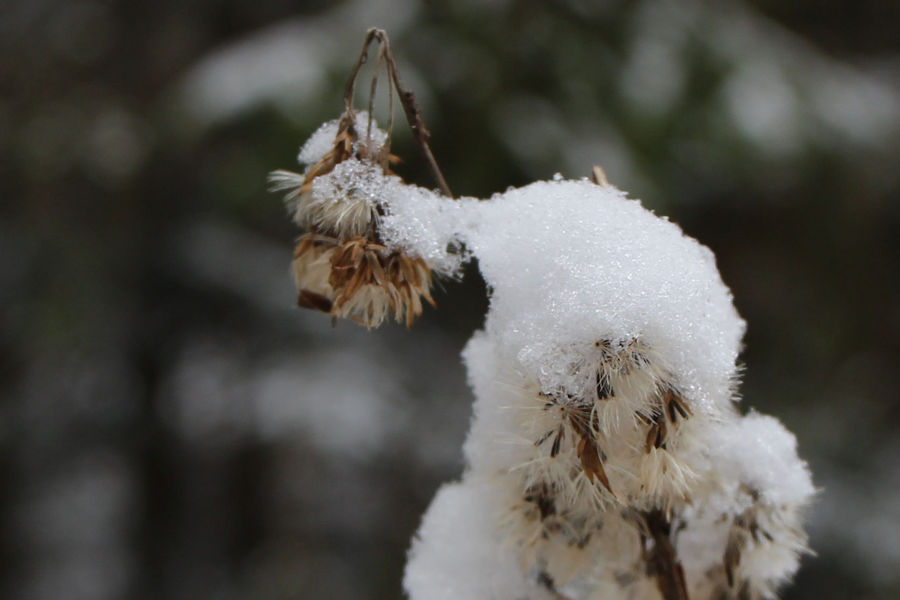 Schneebedeckte vertrocknete Blüten