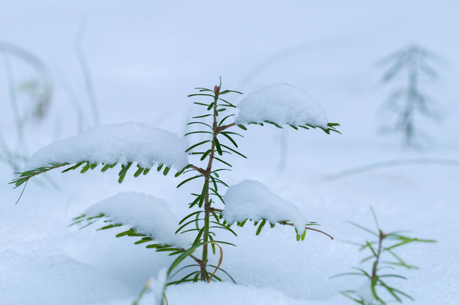 Schneebedeckter junger Baum