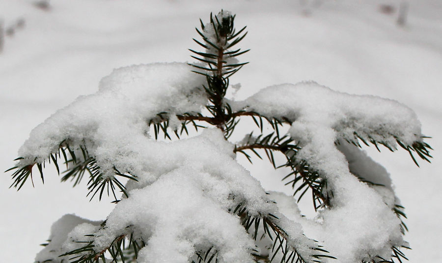 Schneebedeckter junger Baum