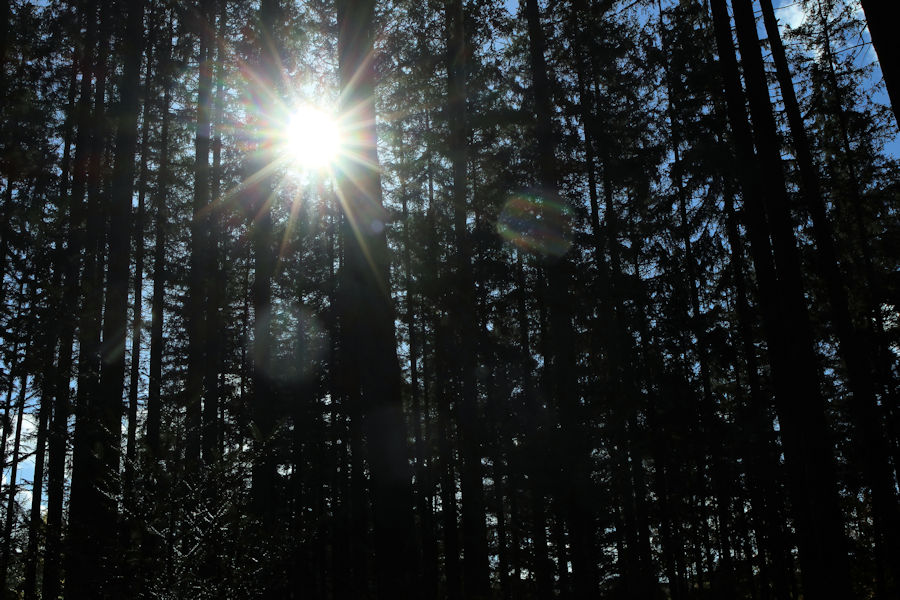 Sonne im Wald