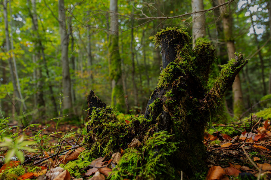 Wurzel im Wald