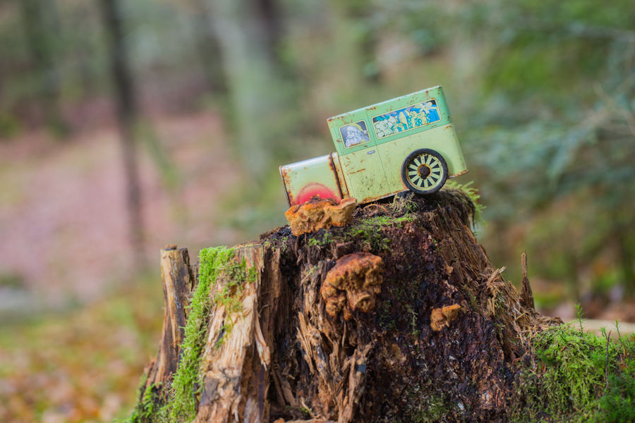 im Wald