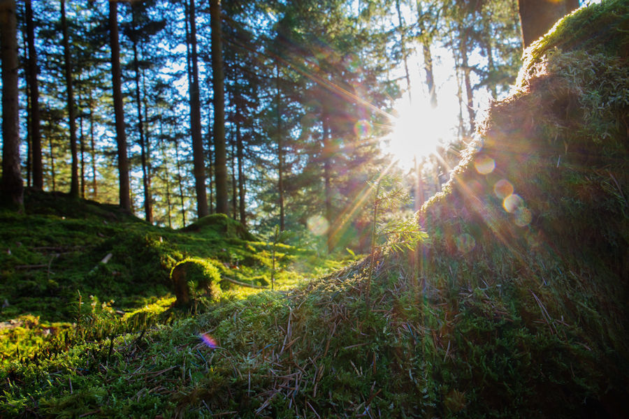 im Wald