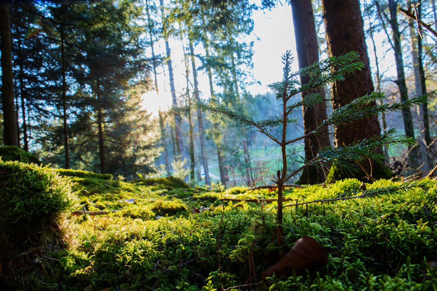 im Wald