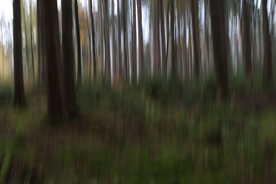 im Wald