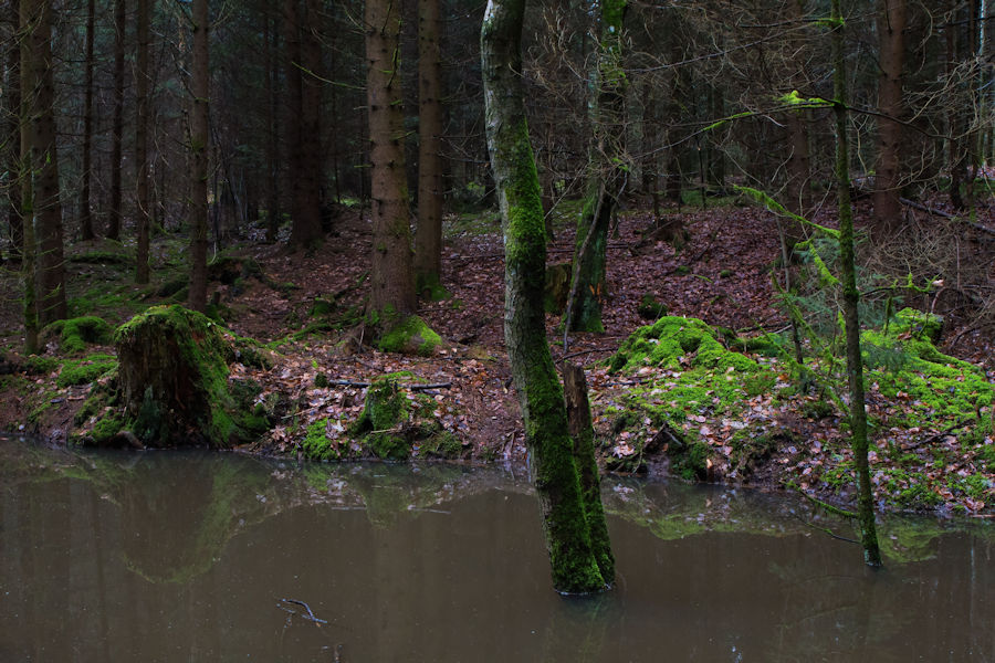 Aufgestauter Bach im Wald