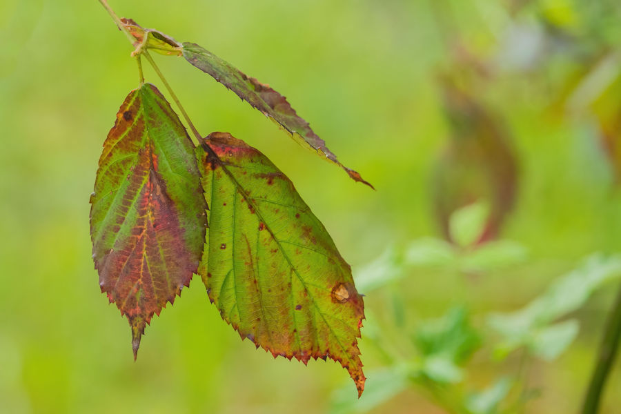 Blätter im Wald