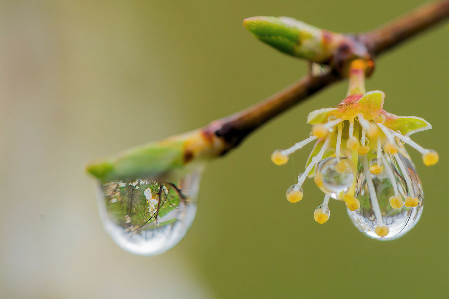 Blüten mit Wasstropfen
