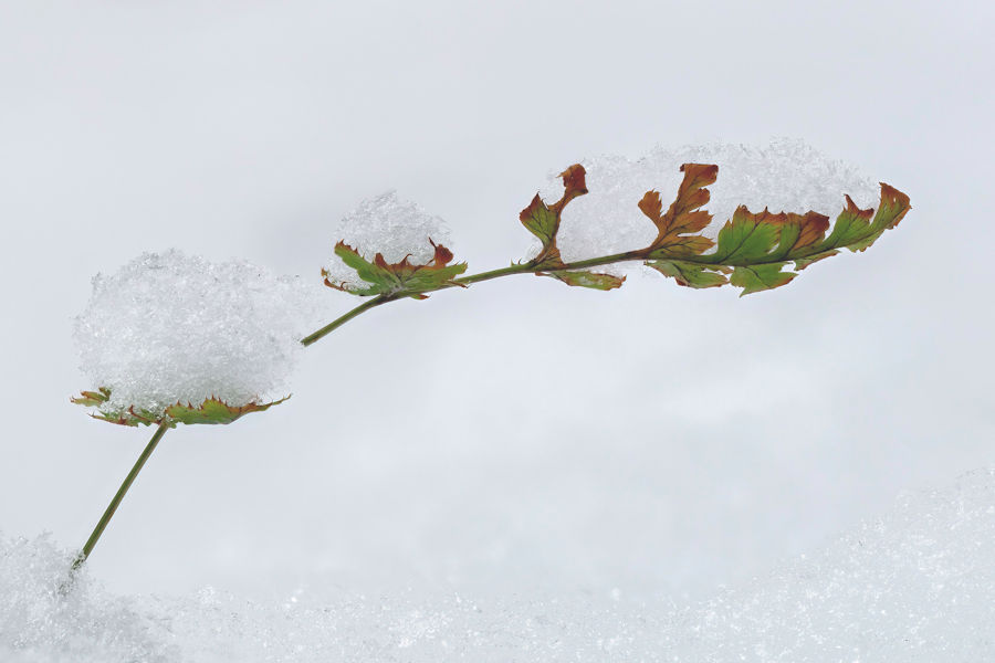 Brombeerzweig im Schnee