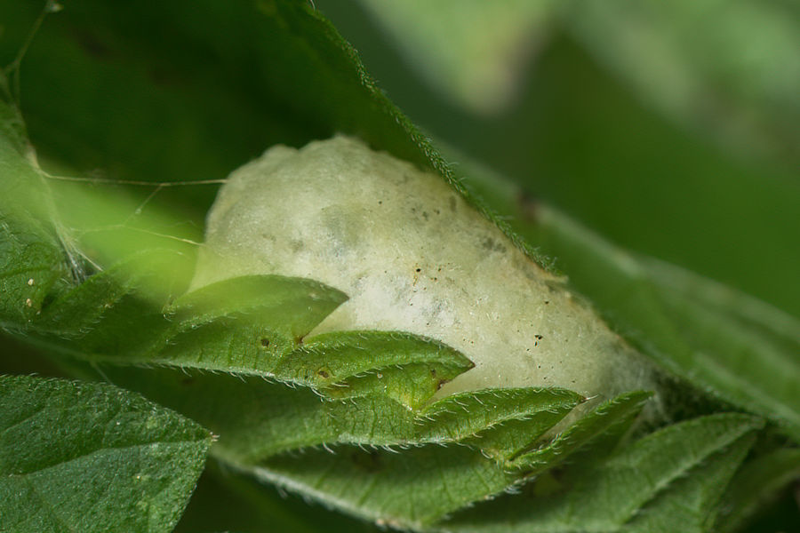 Kokon vermutlich eine verpuppte Raupe
