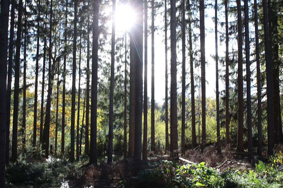 Sonne im Wald