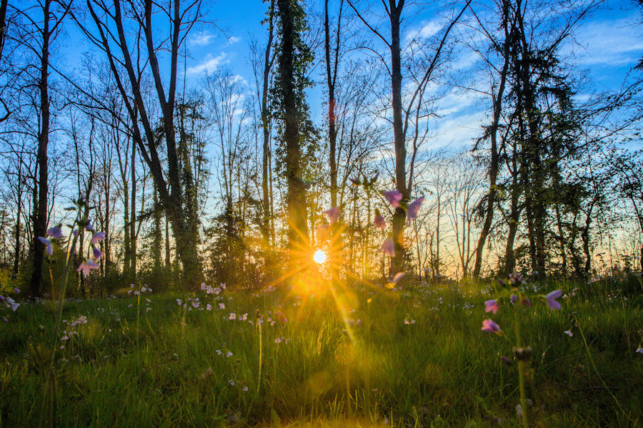 Sonnenuntergang auf einer Blumenwiese