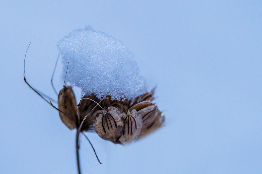 Vertrocknete schneebedeckte Pflanze