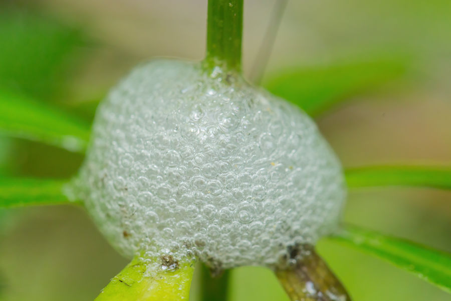Was ist das für ein Schaum