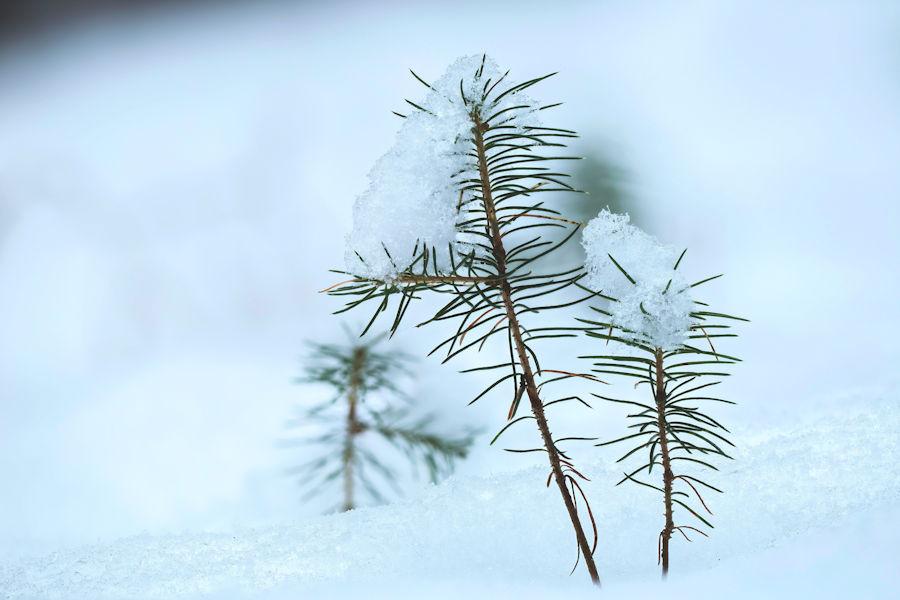 neü Bäume im Schnee
