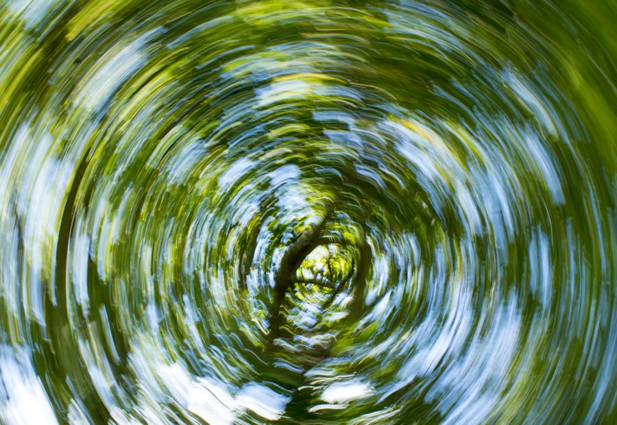 Baum gedreht aufgenommen