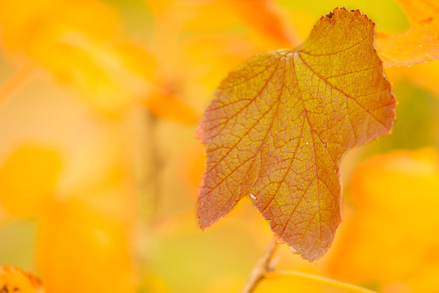 Herbst