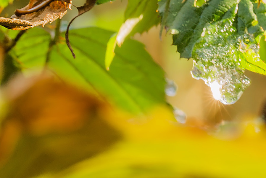 Herbst im Wald