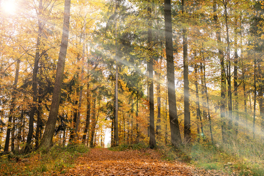 Herbst im Wald