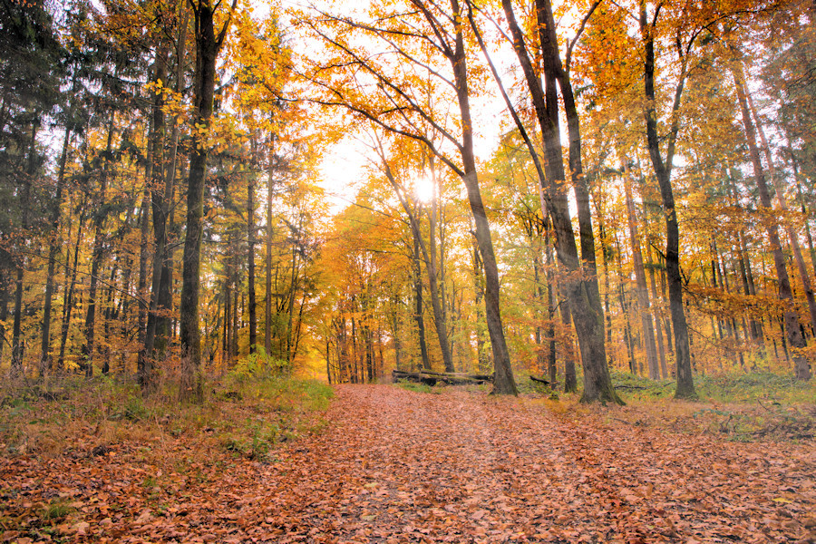 Herbst im Wald