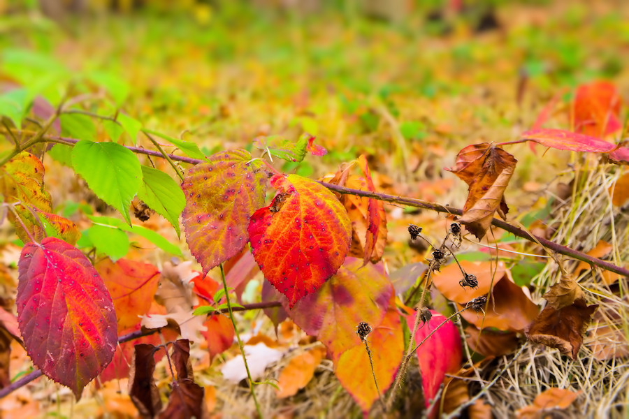 Herbst im Wald