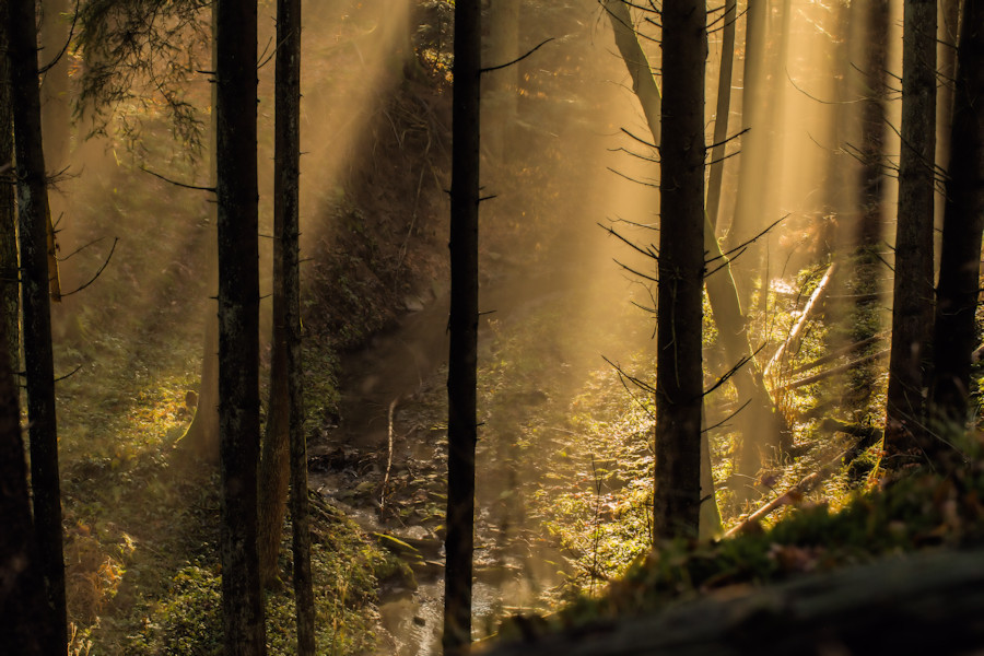 Im Wald oberhalb vom Onatsbach