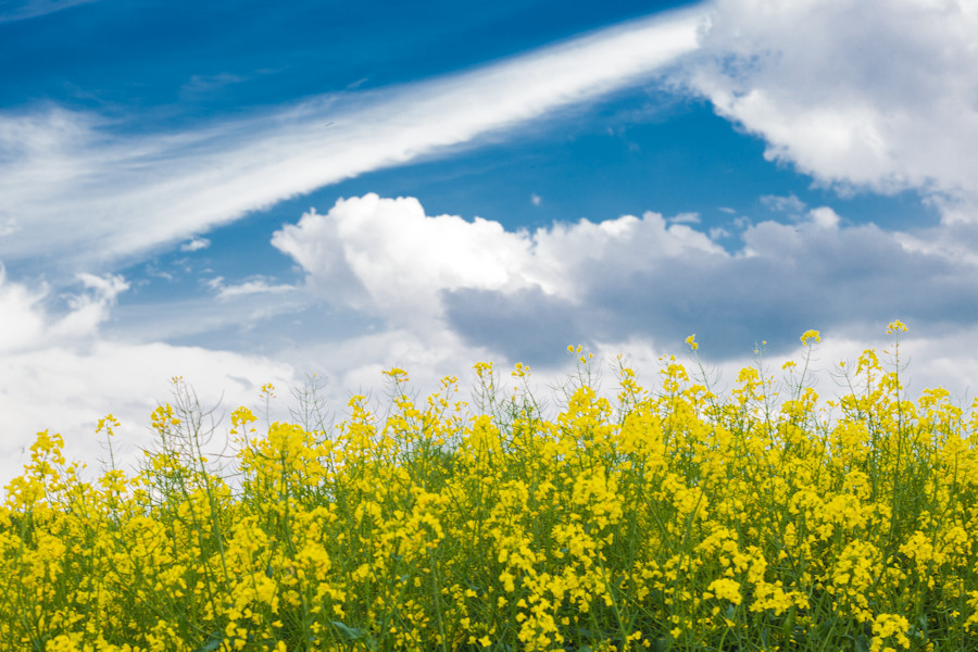 Rapsfeld mit Wolken