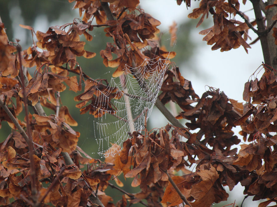 Spinnennetz