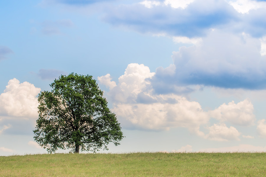 einsamer Baum