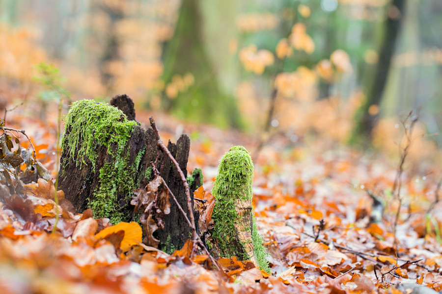 im Wald