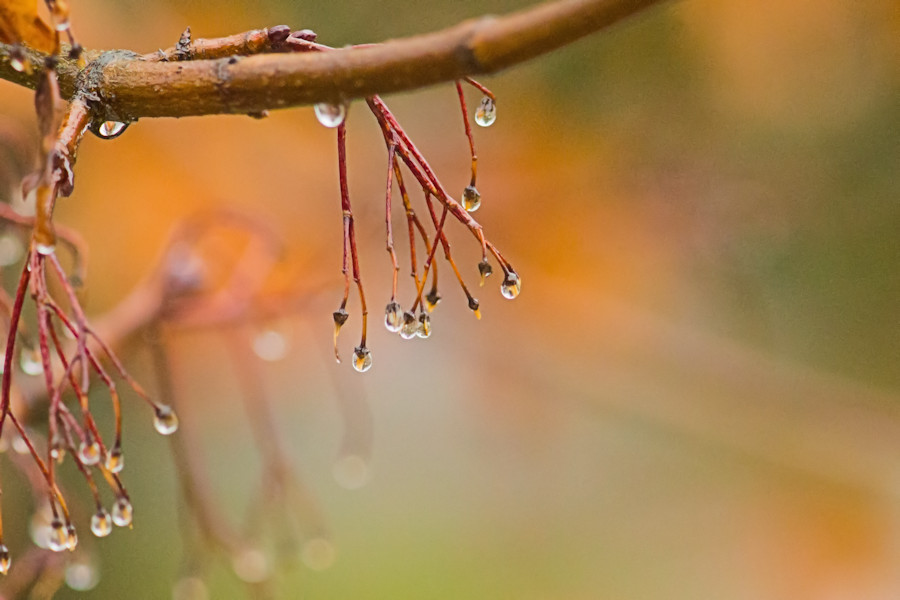 nach dem Regen