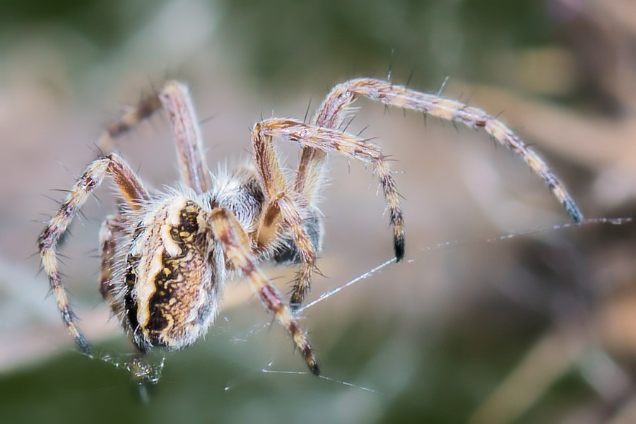 Eichblatt Radspinne