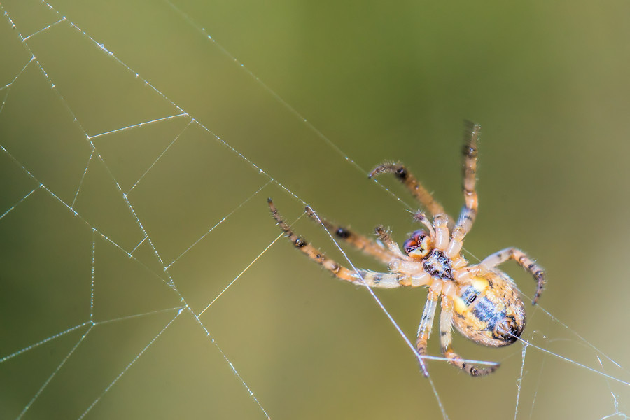 Kleine Spinne beim Spinnen