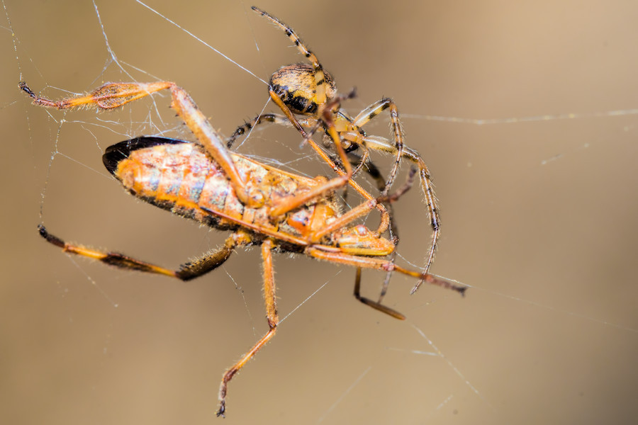 Kleine Spinne mit Wanze